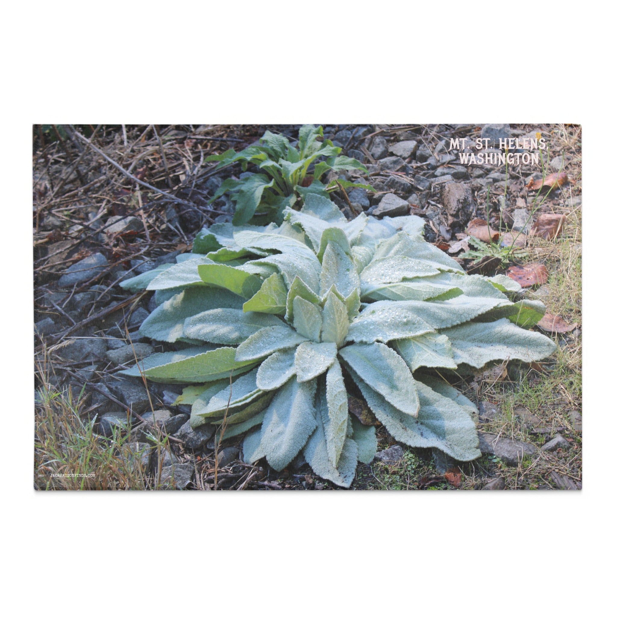 MT ST HELENS WASHINGTON Scenic Botanical Print product type