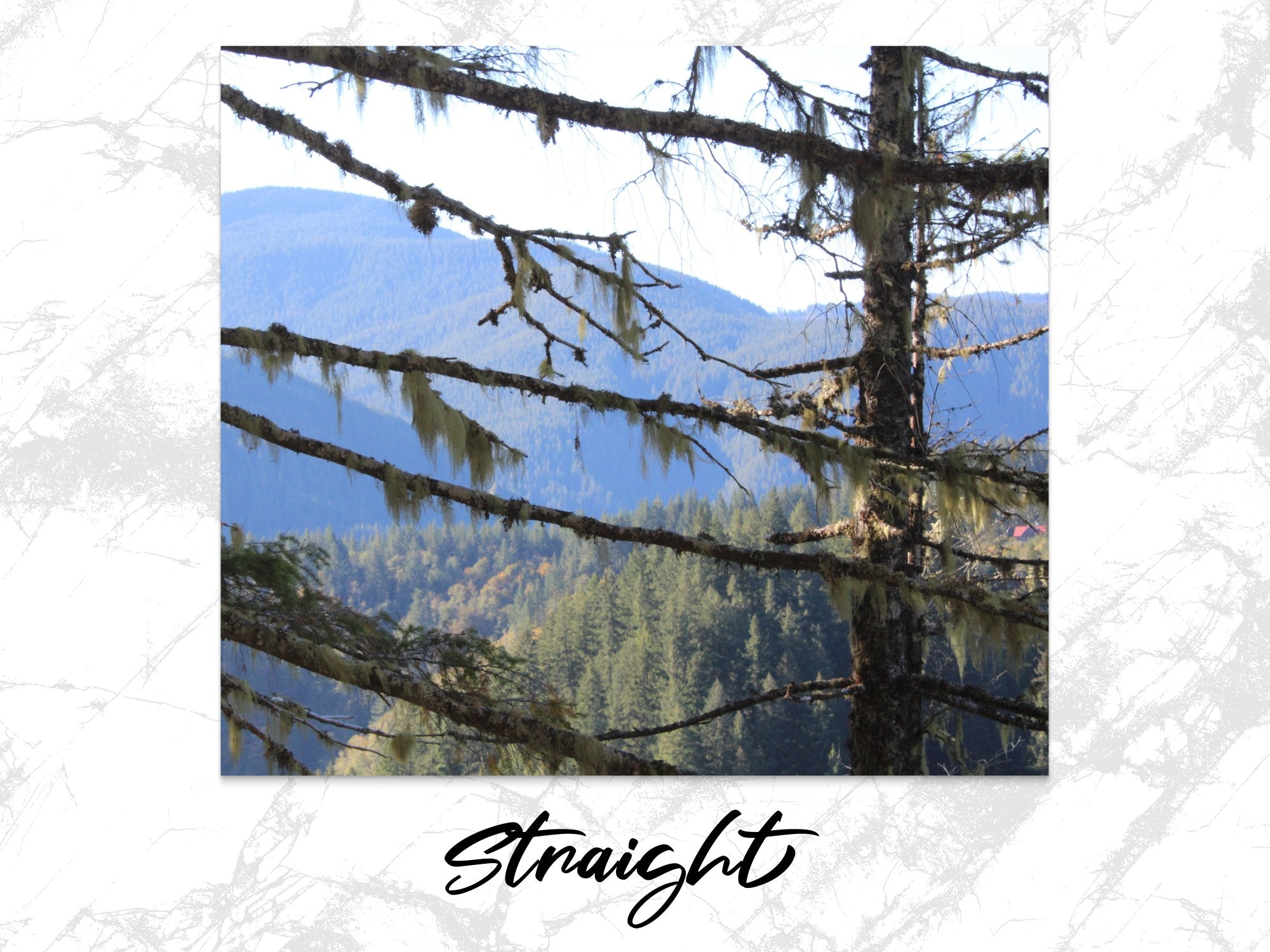 13025674-825b-4a95-a2a6-d6e423d87232