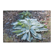 Mt. St. Helens Washington landscape product