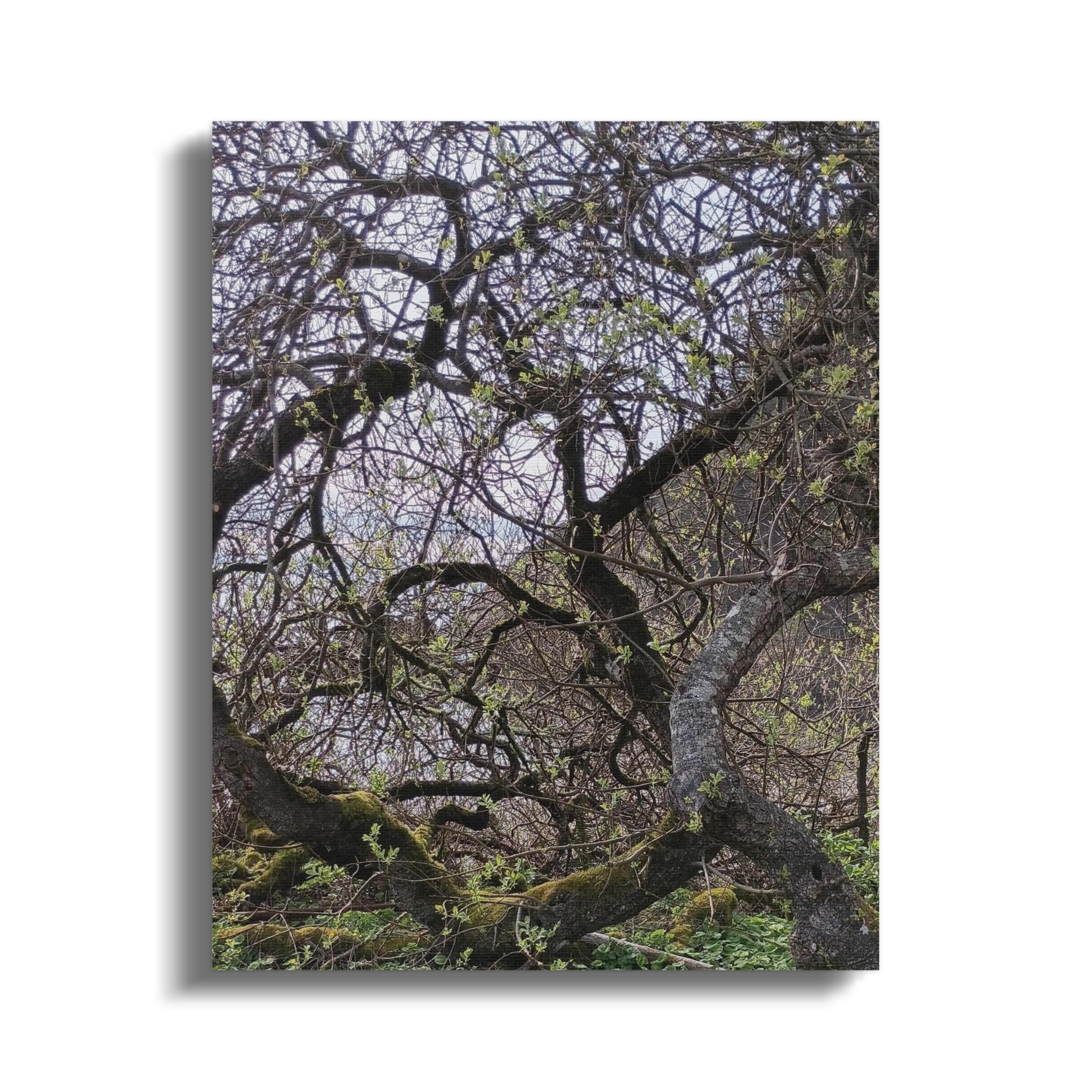 Mysterious Tree Branches Forest Nature Canvas product