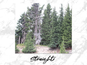 2a3b17a2-3a83-495a-8d41-589a9468809a