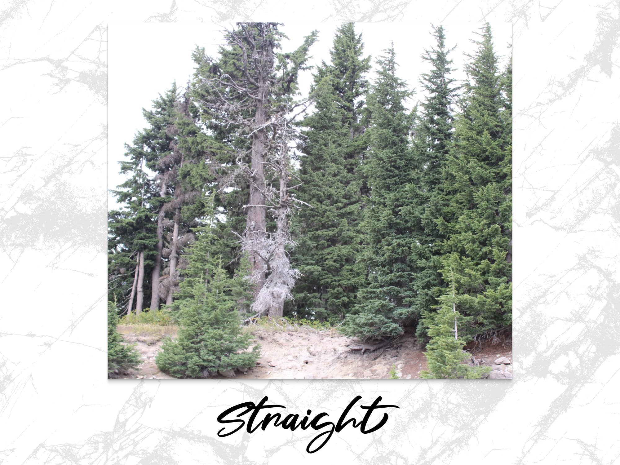 2a3b17a2-3a83-495a-8d41-589a9468809a