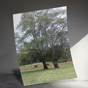 Beautiful Nature Landscape