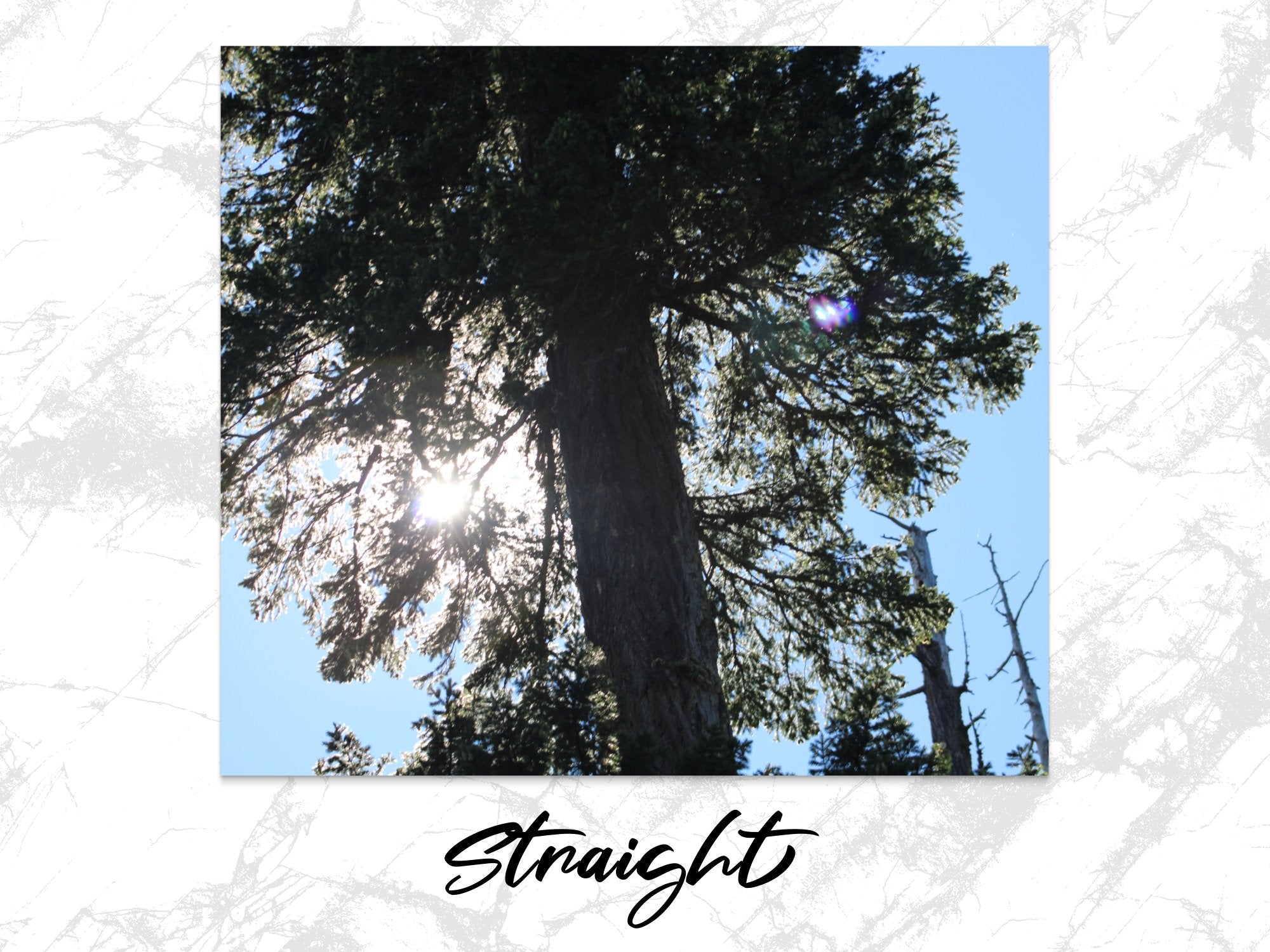 315b927b-9d03-473f-a2d0-1c8e63f2fbec