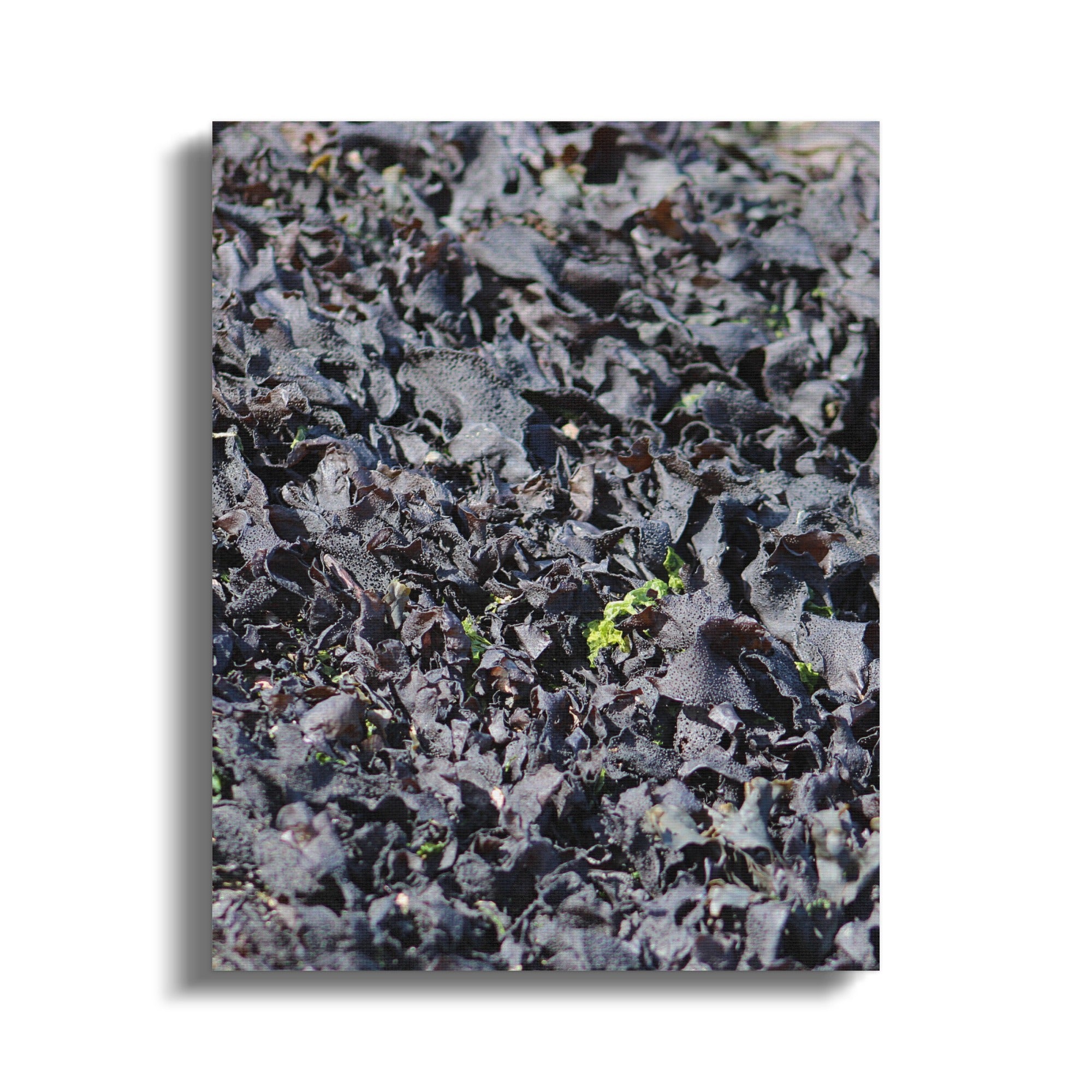 Vibrant Seaweed Textured Print Canvas Art product