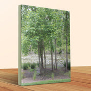 Serene Forest Scene Canvas Wall Art Print product type