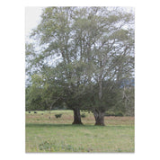 Beautiful Nature Landscape Poster, Tree Art Print, Scenic Wall Decor, Green Field and Trees, Tranquil Nature Scene, Unframed