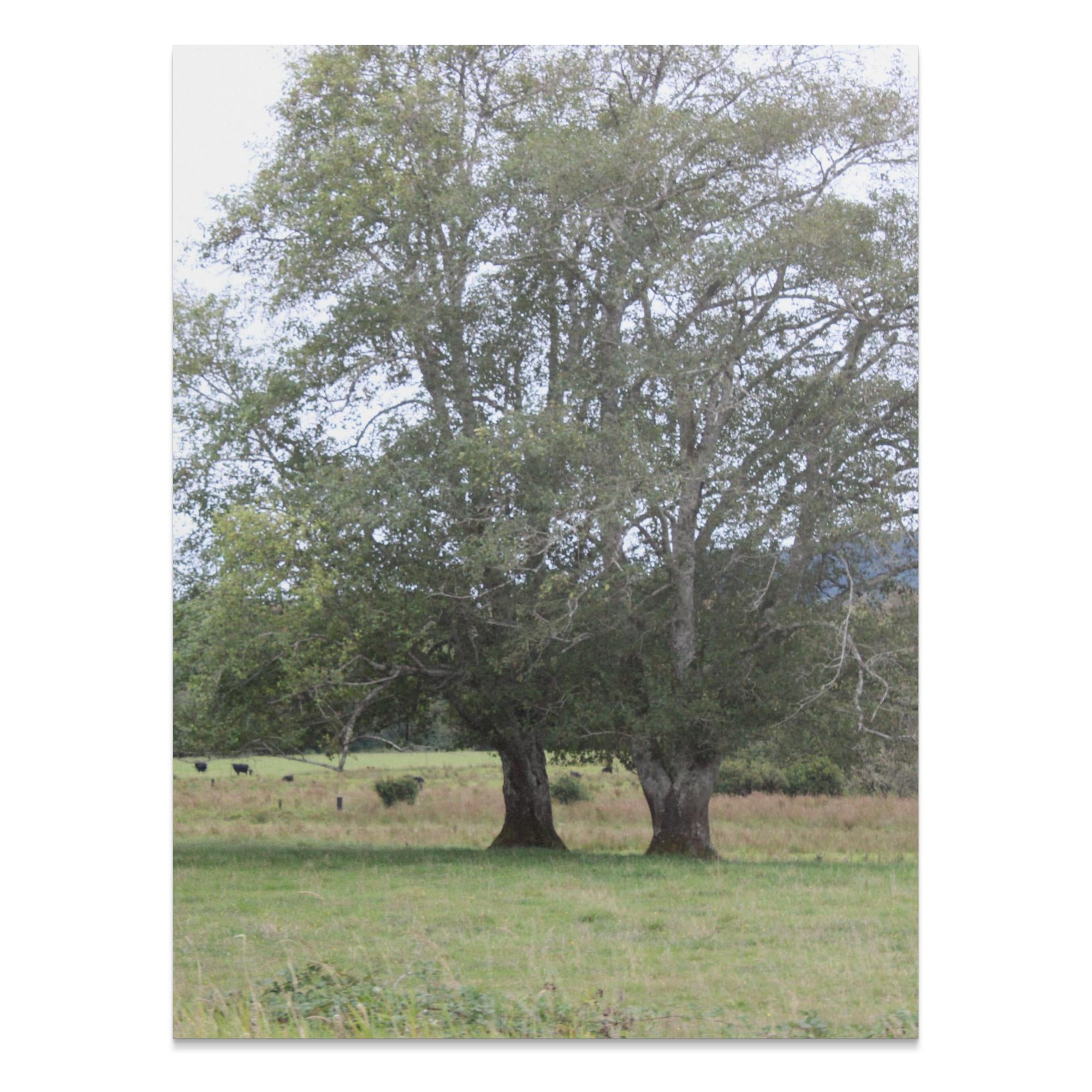 Beautiful Nature Landscape Poster, Tree Art Print, Scenic Wall Decor, Green Field and Trees, Tranquil Nature Scene, Unframed