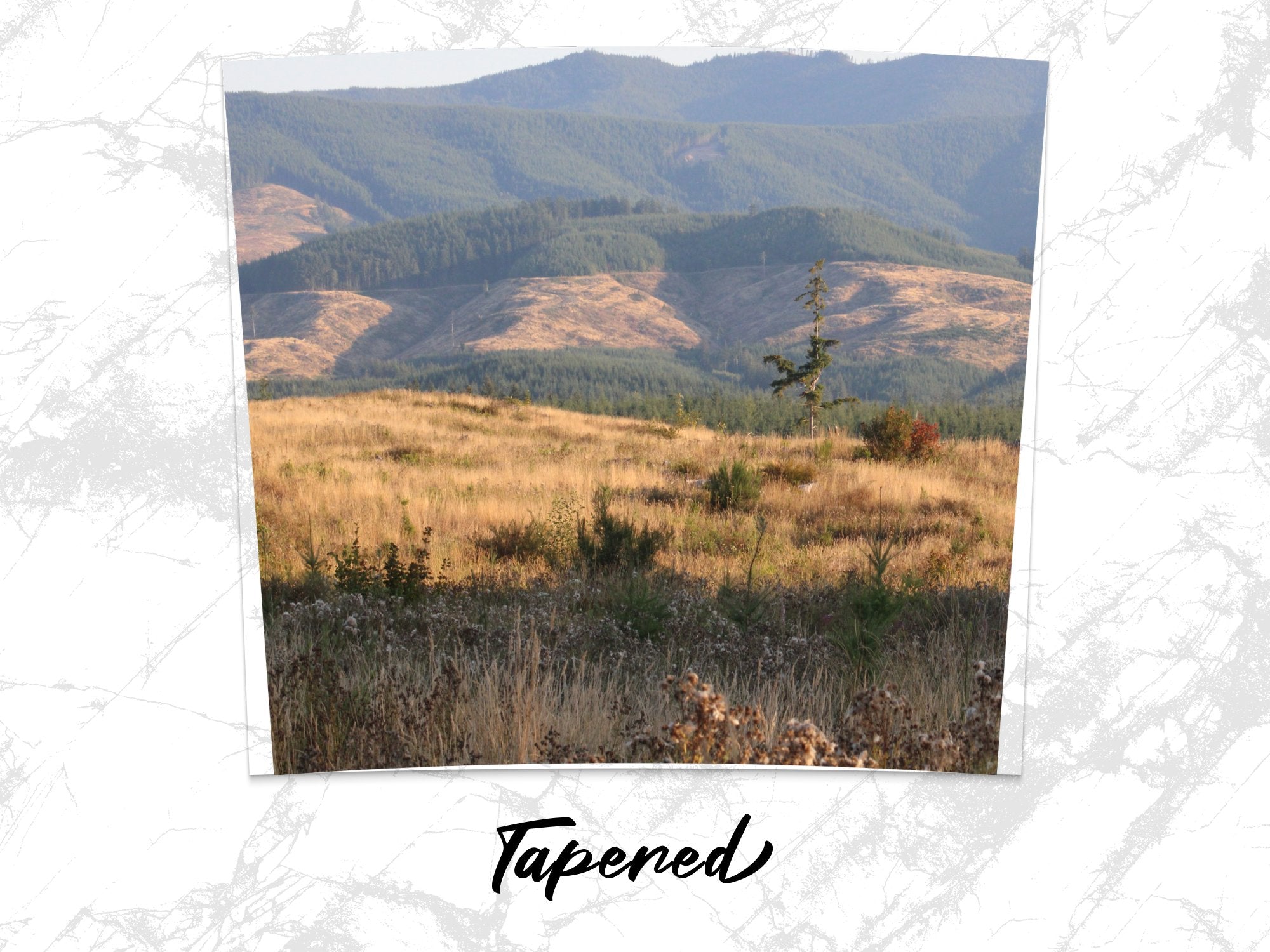 3c51d6e8-49c1-4fea-8272-40ee35c630a0