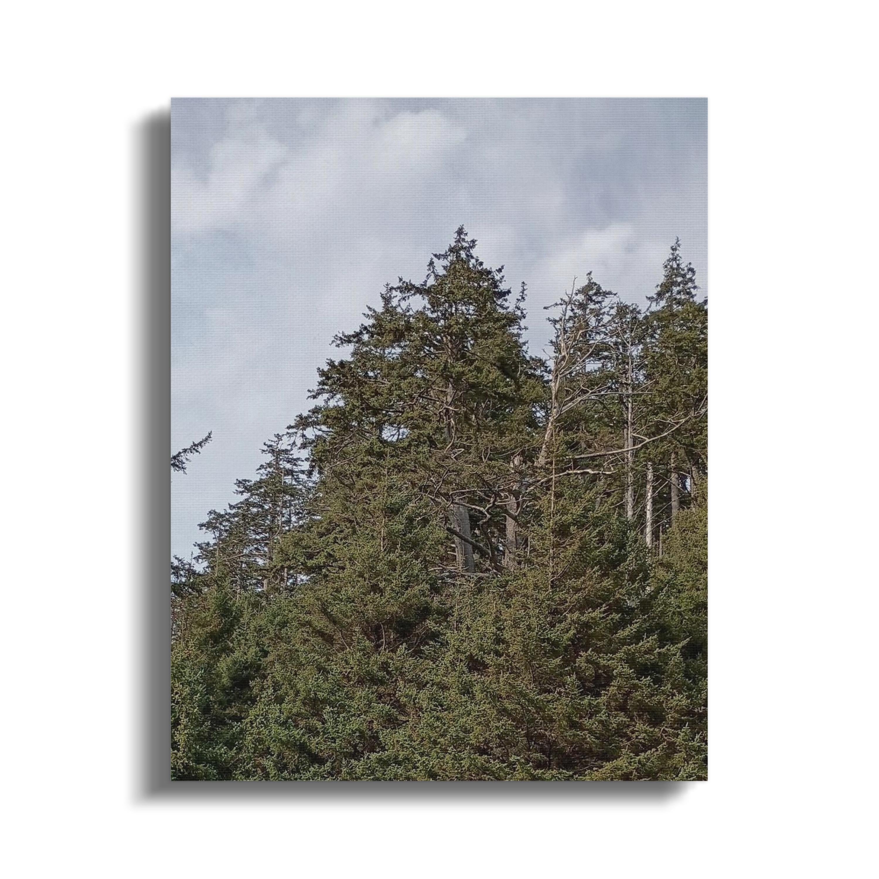 Serene Forest Scene Captured in Photographic Art product type