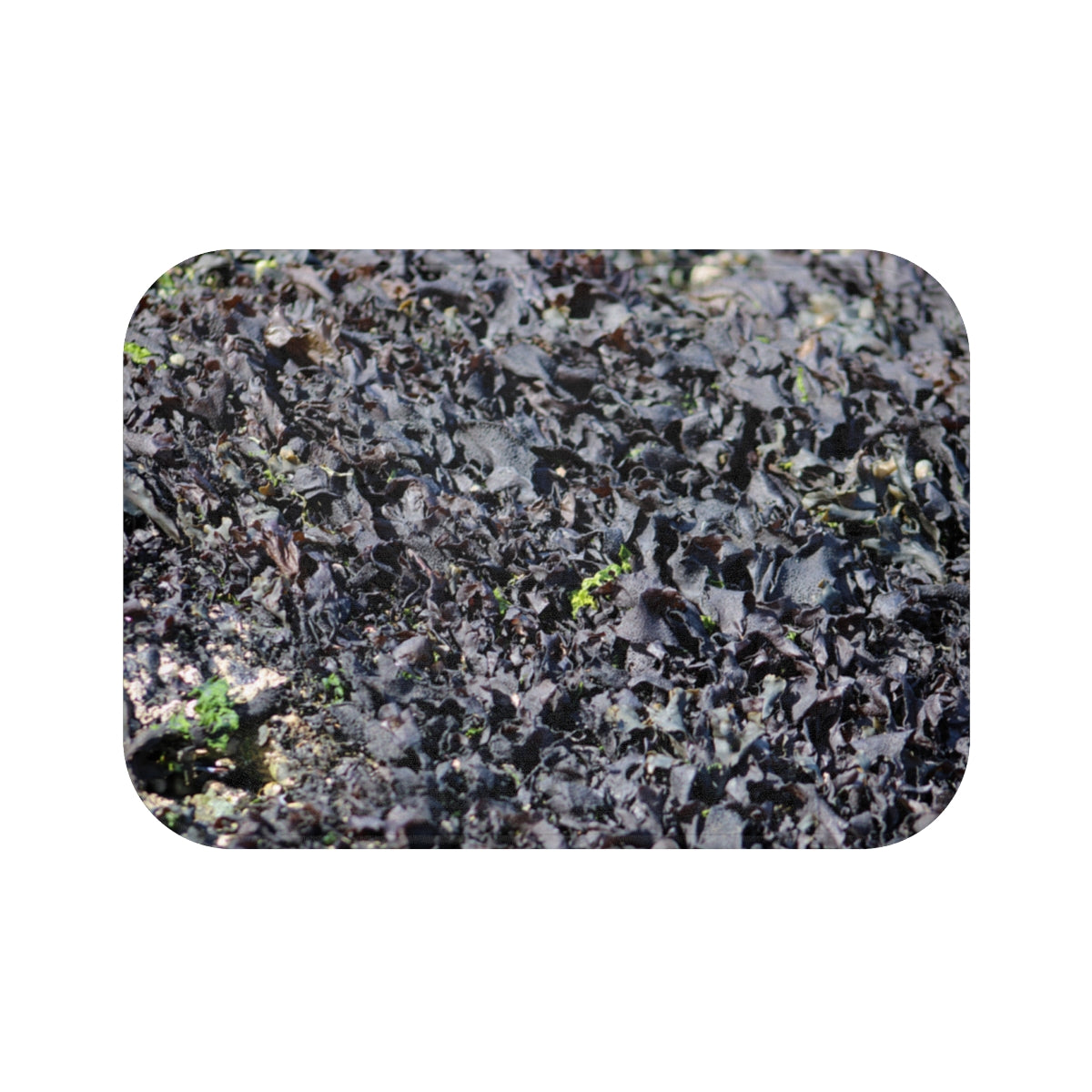 Naturally Dried Dark Seaweed for Gourmet Recipes Seaweed