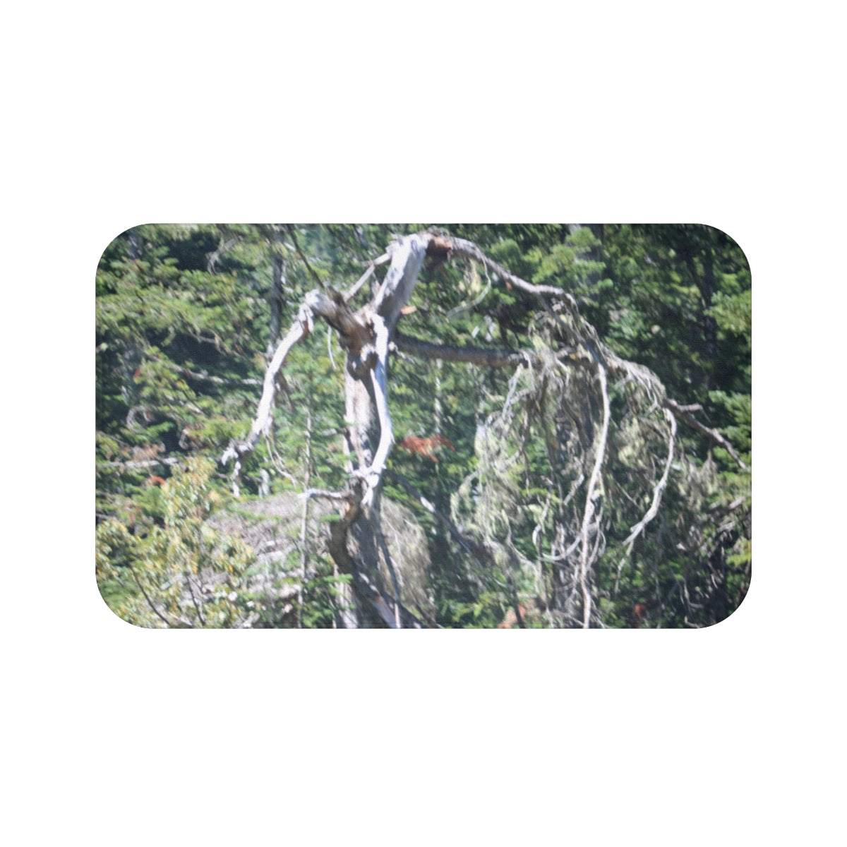 Uniquely Twisted Branch Photograph Wall Art Decor