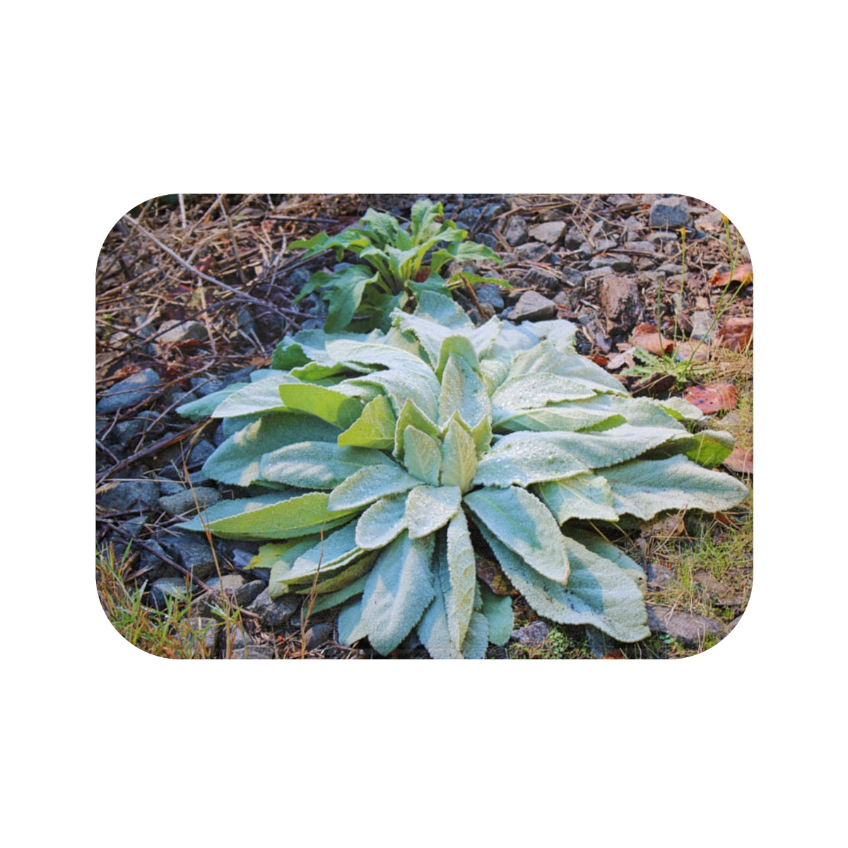 Dewy Green Plant in Natural Terrain Home Decor Print