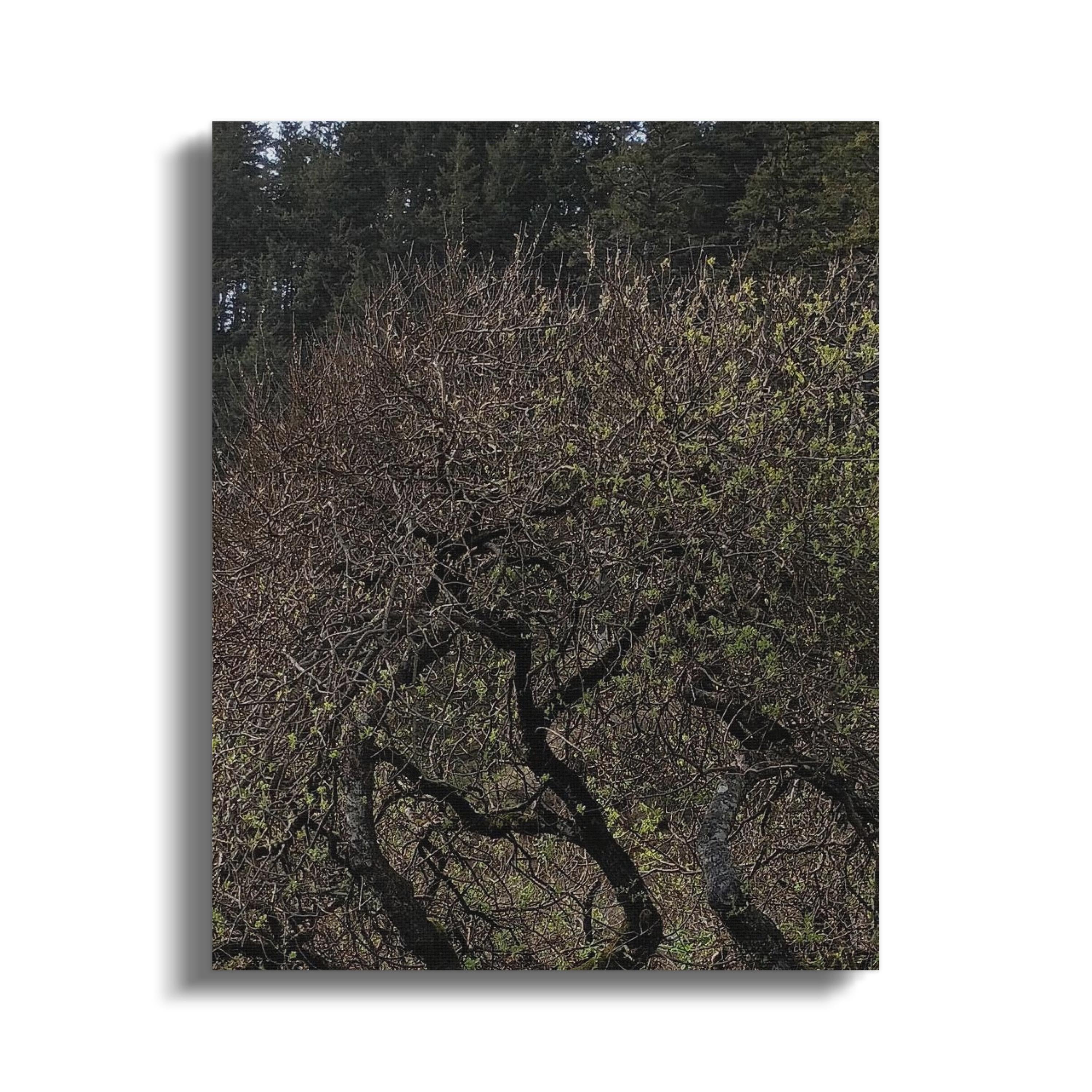 Tranquil Forest Canvas Wall Art Nature Home Decor product type