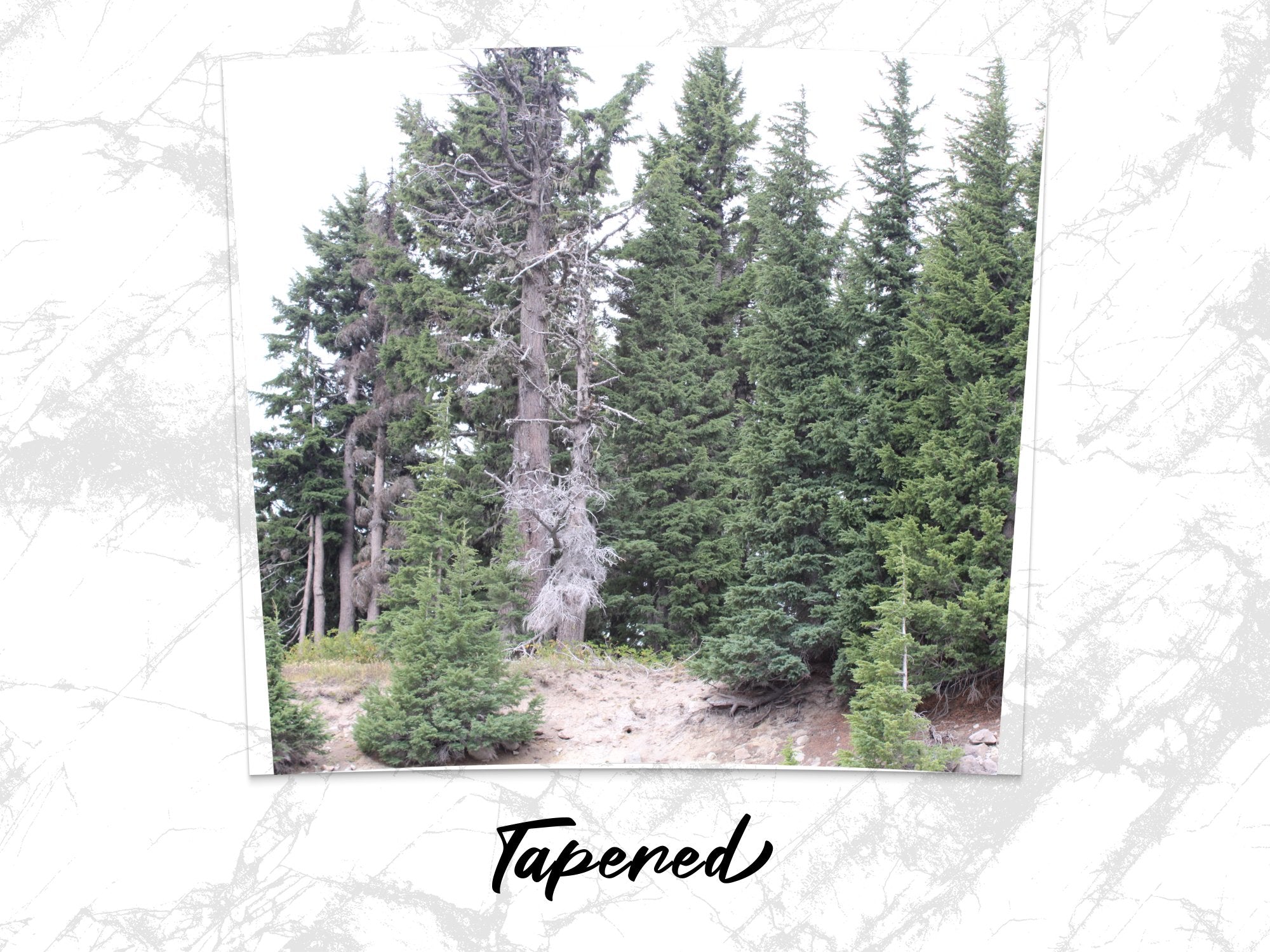 853bd96f-b60f-482c-b303-be6b701ae4f6