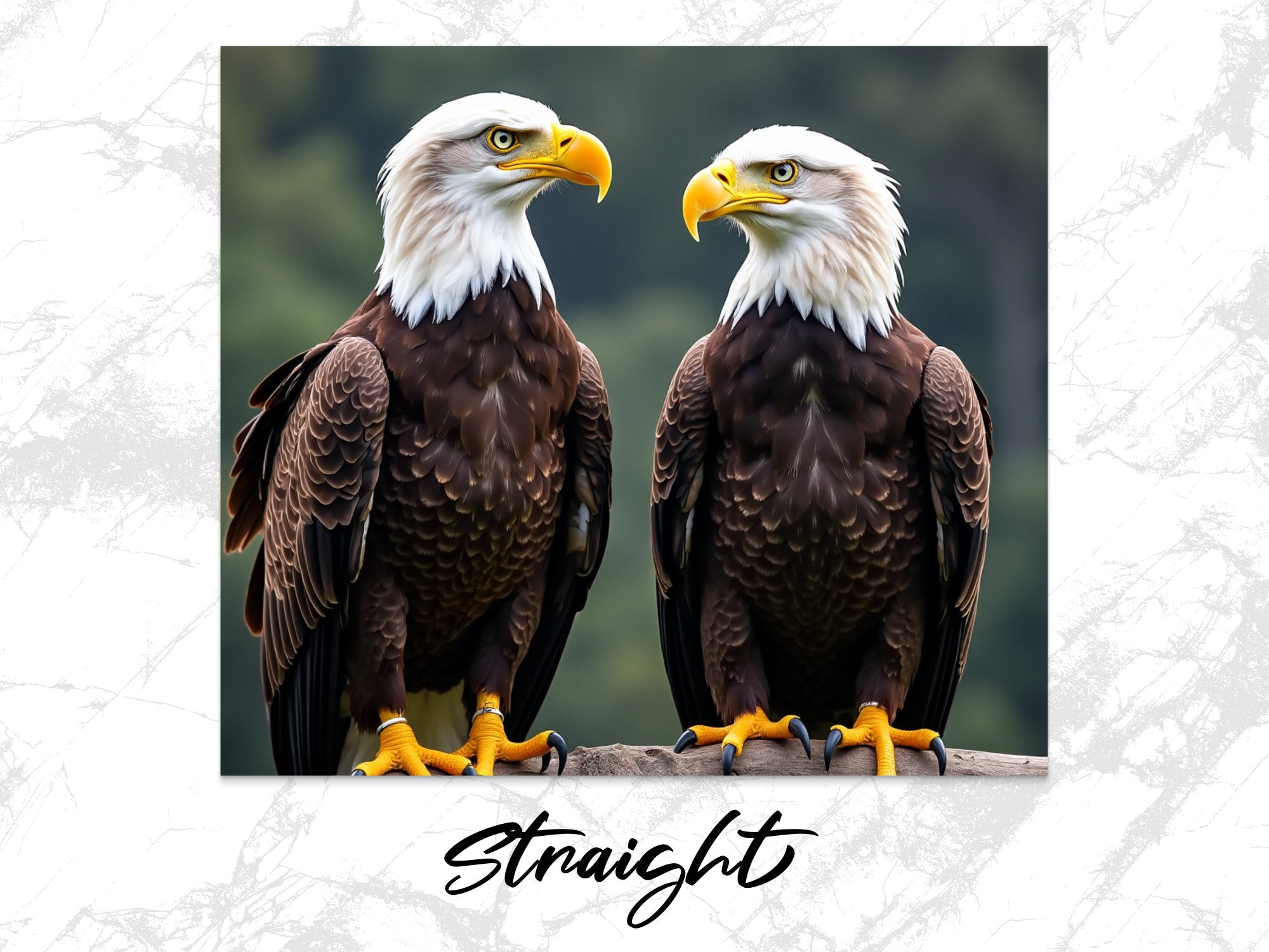 a3cffb95-34cd-422b-9922-e7e44ea35126