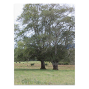 Tranquil Nature Scene, Unframed