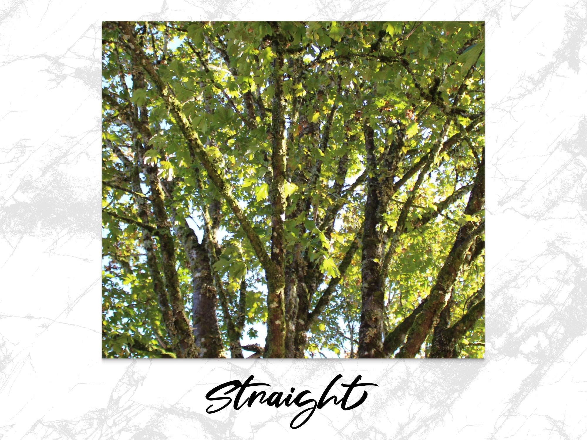 acc4fc32-f7b7-4ed2-97a3-32fe4e1a0c59