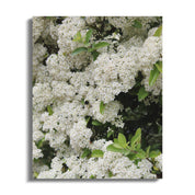 Beautiful Blooming White Flowers Canvas Art product