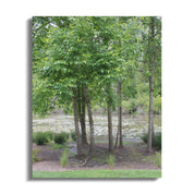 Serene Riverside Forest Landscape Print product type
