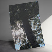 c4d631bc-2354-477c-a83b-f3785722ce29