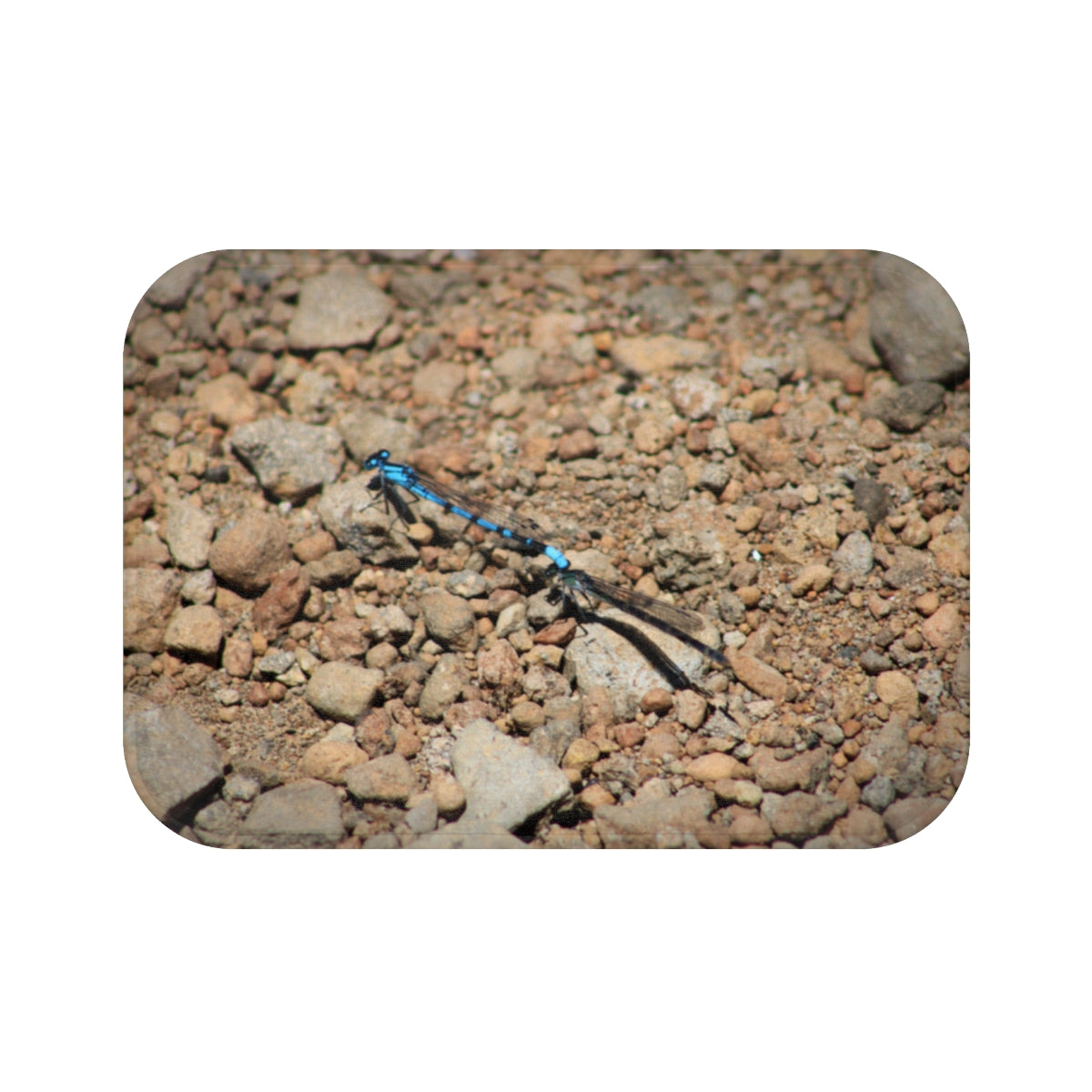 Blue Dragonfly on Rocky Terrain Nature Photography Art