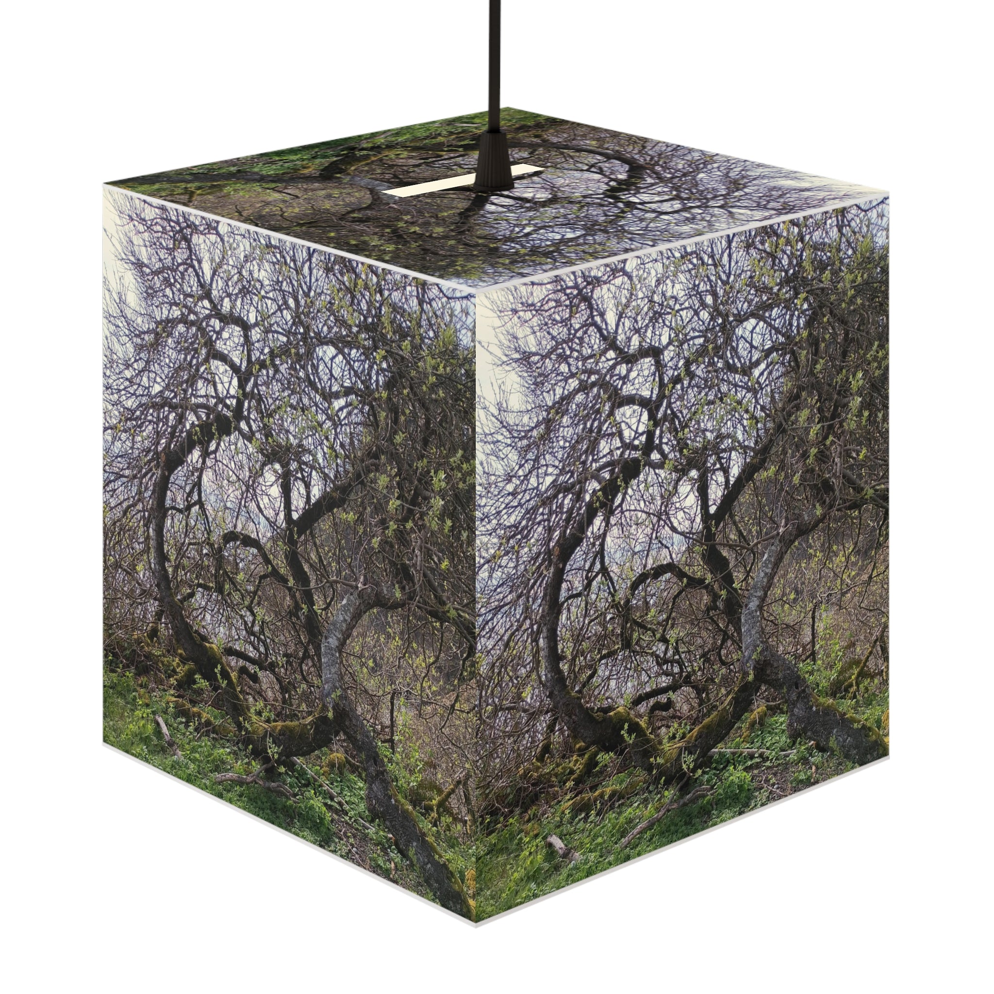Tree Branches Mossy Ground Nature Scene Cube product type