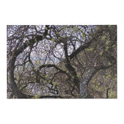 Majestic Tree Branches with Fresh Green Leaves Canvas