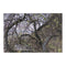 Majestic Tree Branches with Fresh Green Leaves Canvas