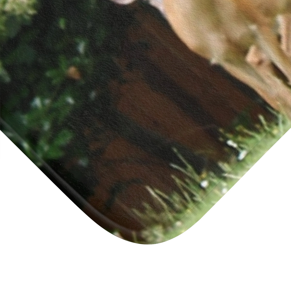 Gentle Animal Deer Close-Up Photo Canvas Print Decor