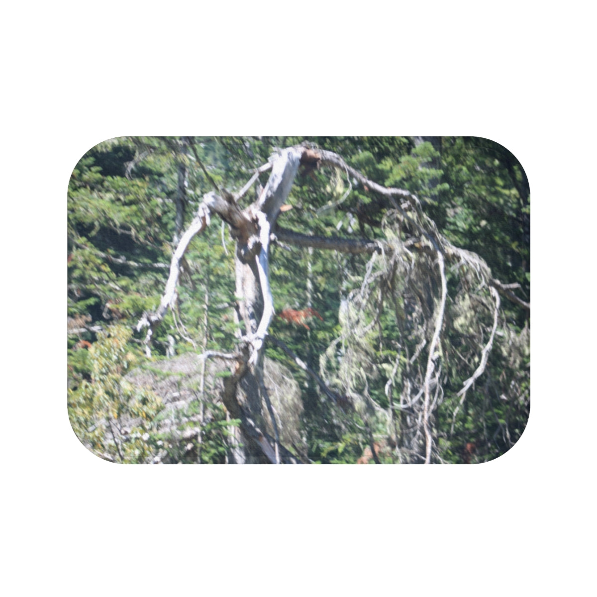 Nature Overgrowth Photo Art Canvas Print