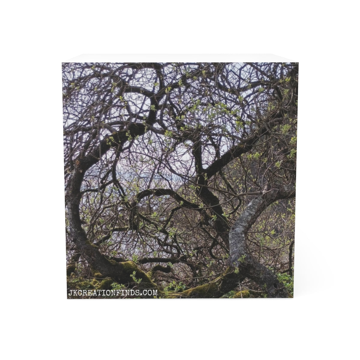 Majestic Leafless Tree Branches Modern Art Decor