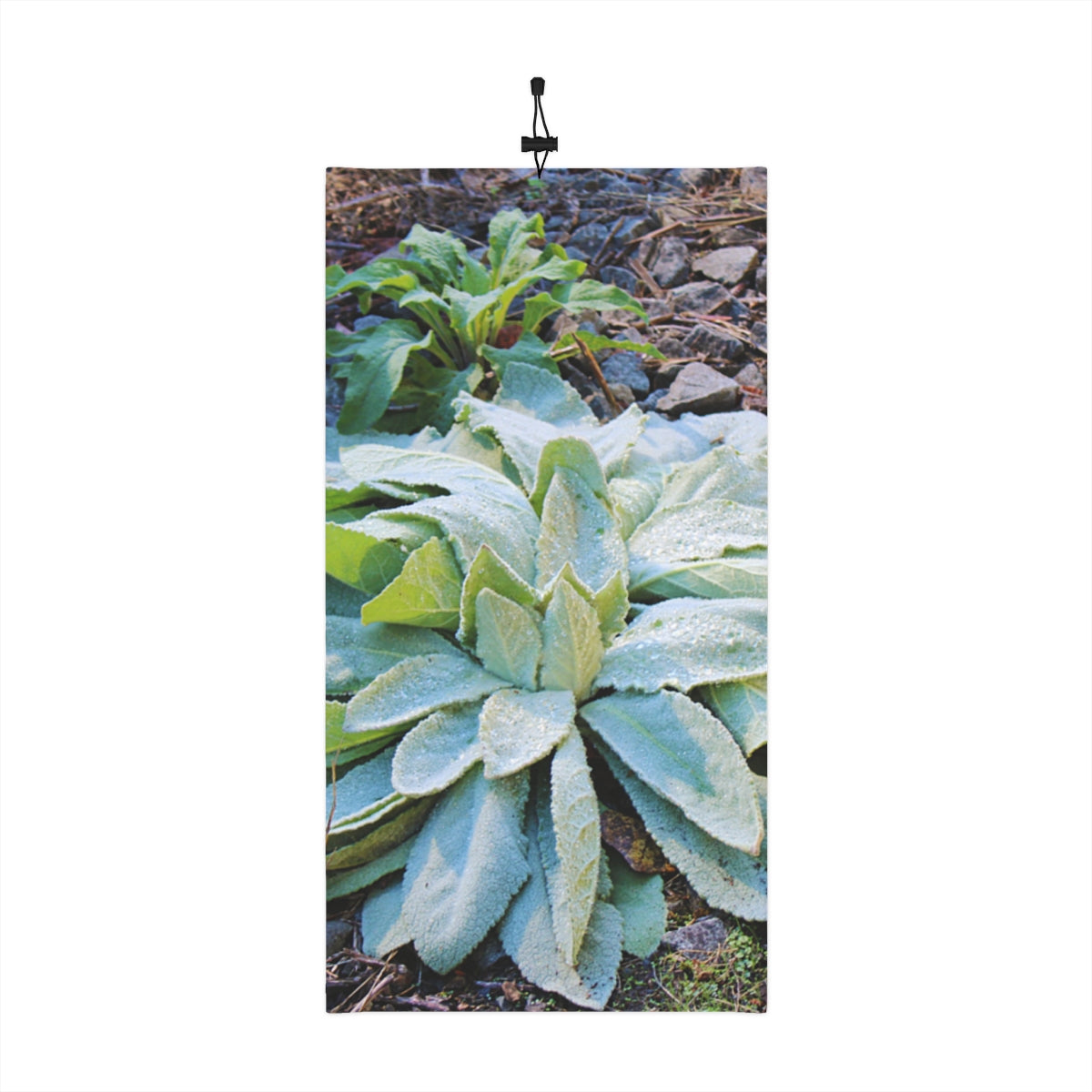Dew-Kissed Green Plant Photography Print Wall Art