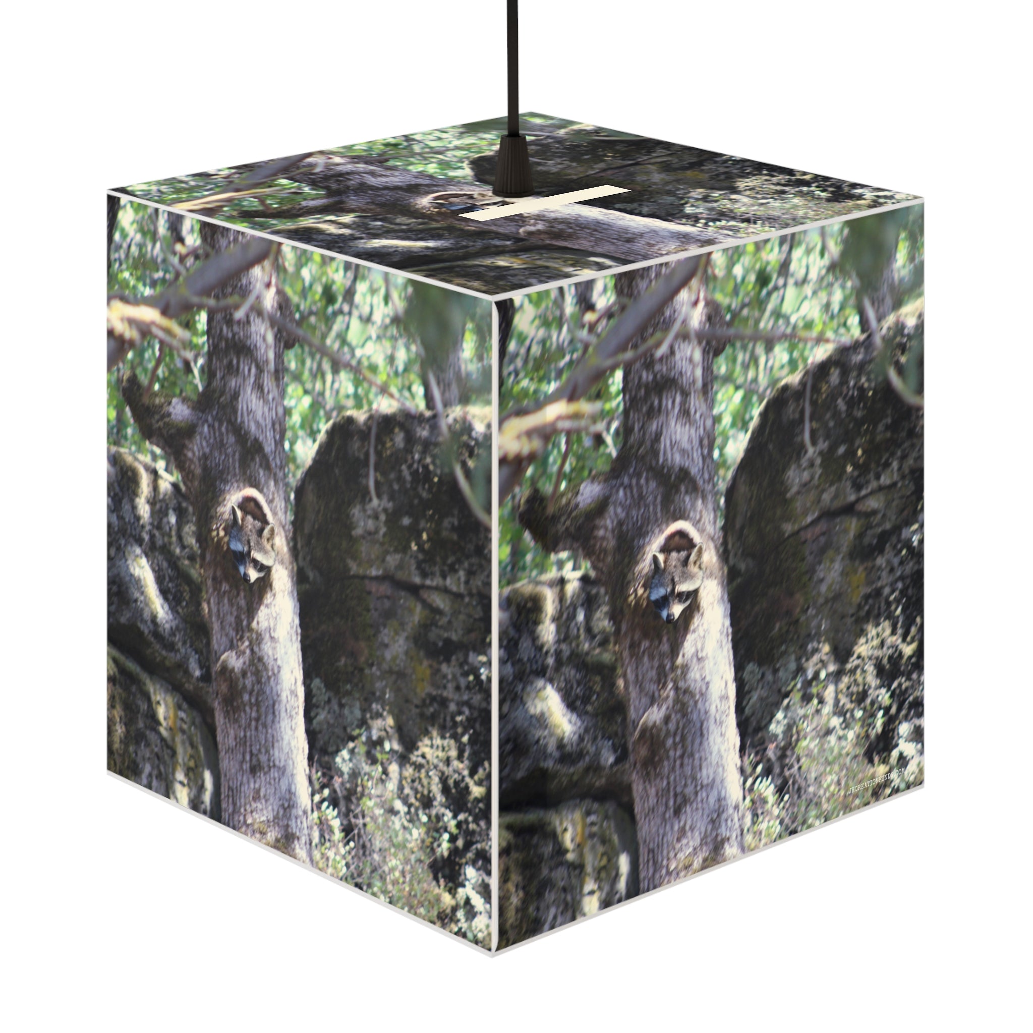 Raccoon peeking tree hollow forest nature product type