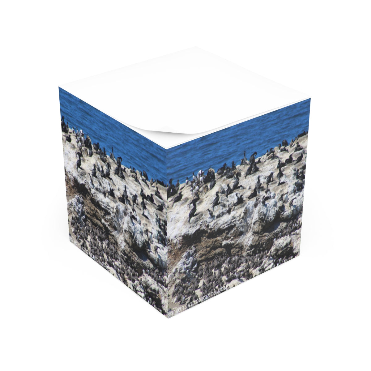 Coastal Birds on Rocky Shoreline Poster Print