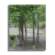 Serene Forest and Pond Canvas Wall Art product