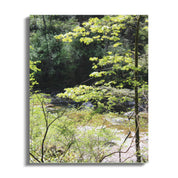 Tranquil Forest Creek Scene Nature Art Canvas product type