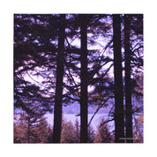 Silhouetted pine trees in foreground with lake and purple sky background.