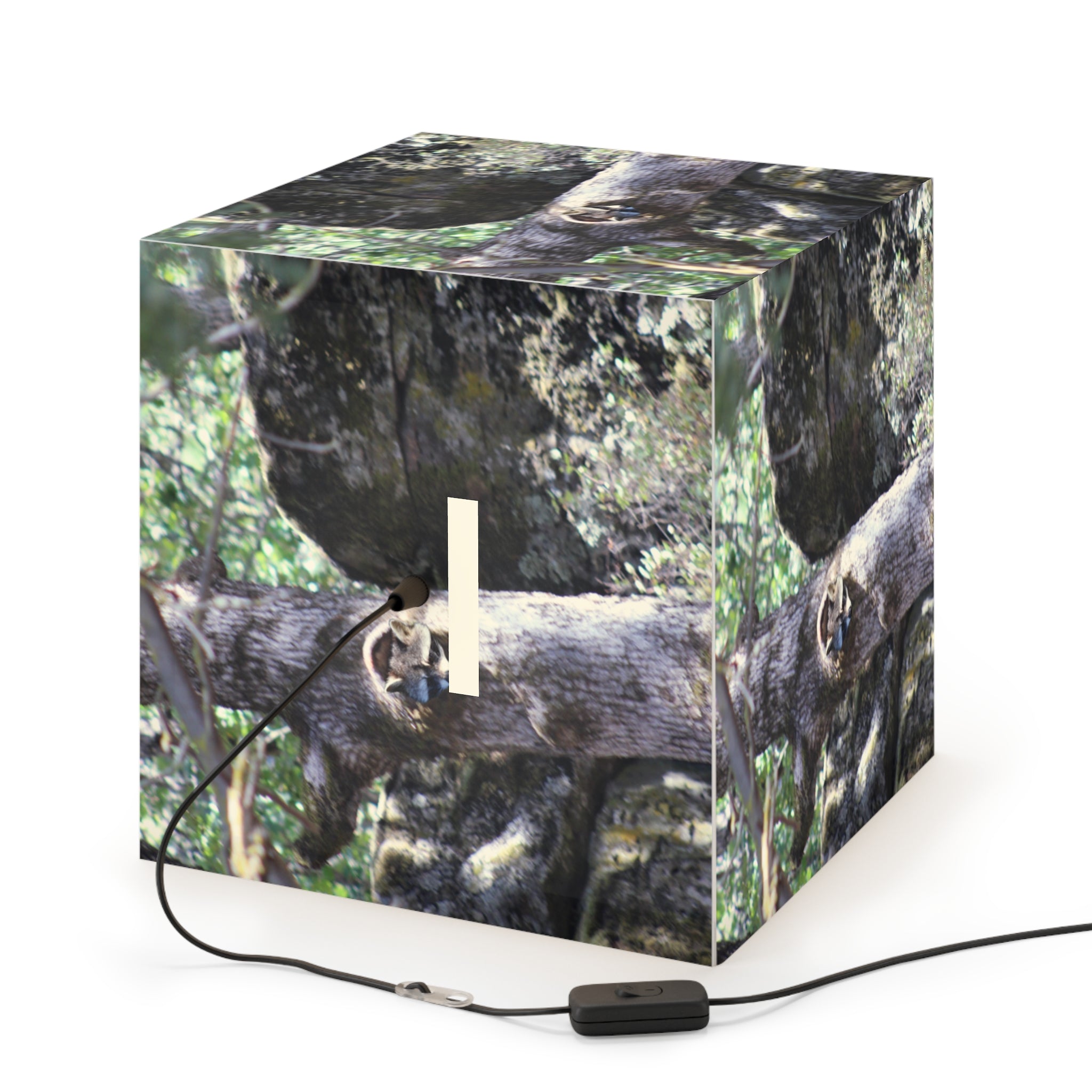 Raccoon wildlife scene illumined cube product type