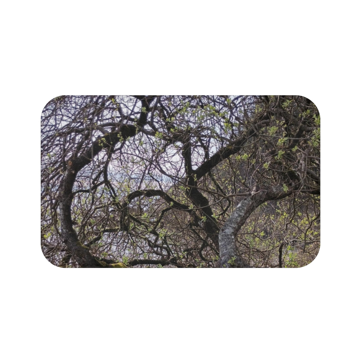 Sprawling Tree Branches With Spring Buds Placemat