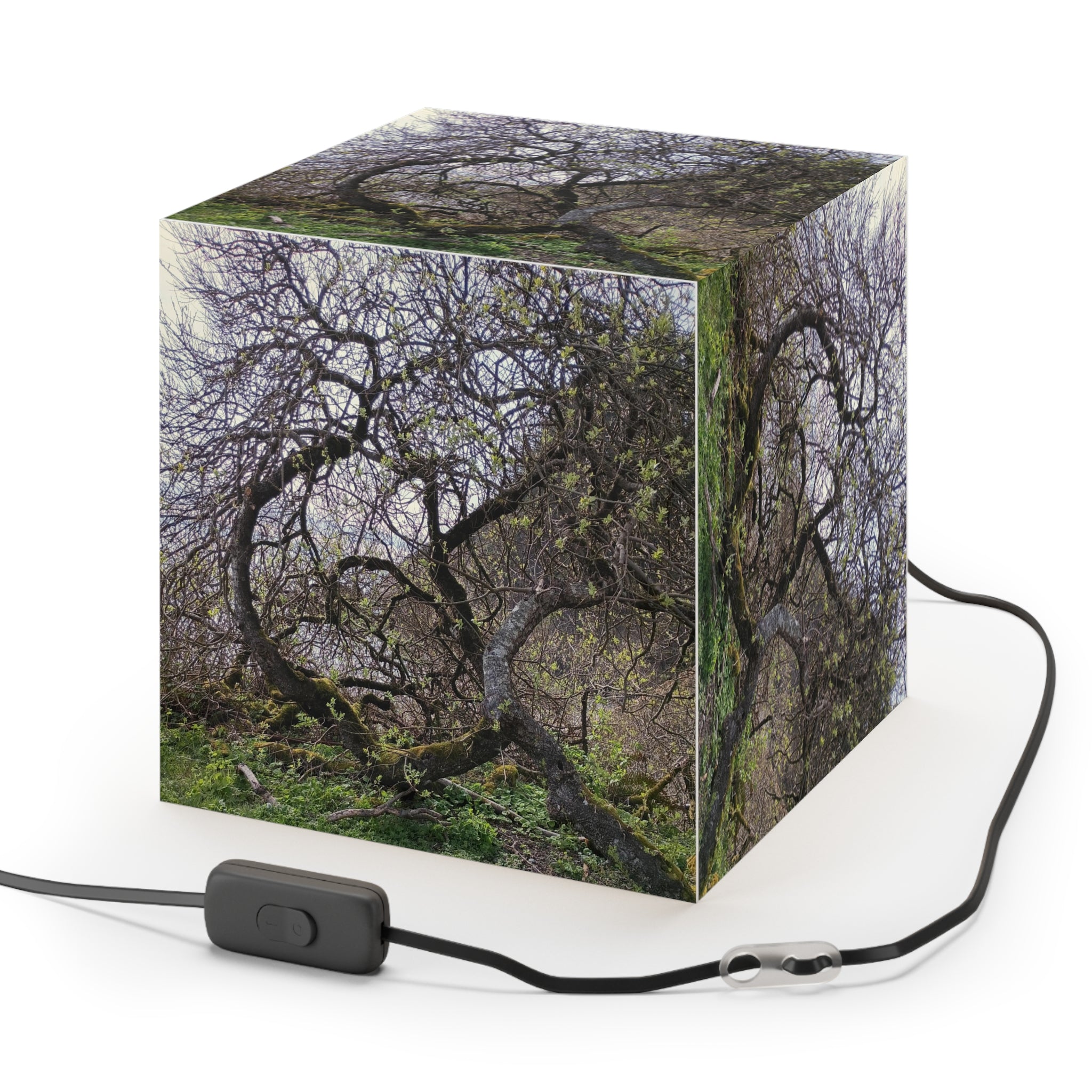 Gnarled Mossy Tree Branches Green Sprout Light Cube