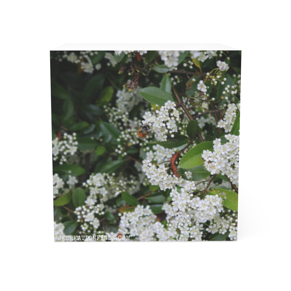 Blossoming White Flowers on Green Foliage canvas