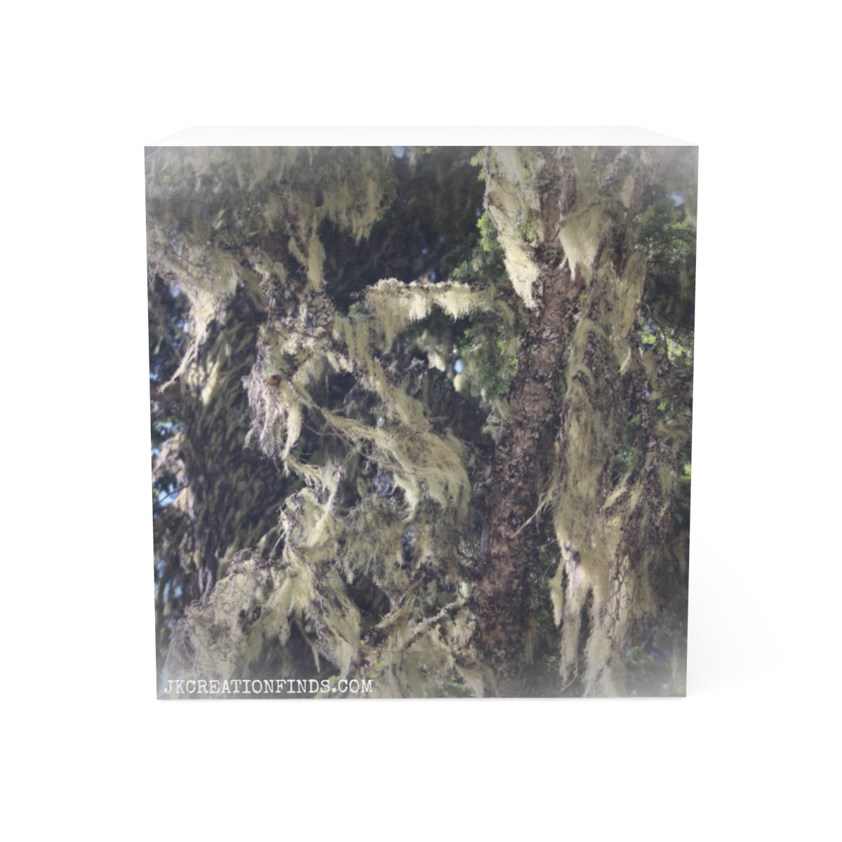 Forest Tree Moss Nature Photography Block Art Decor