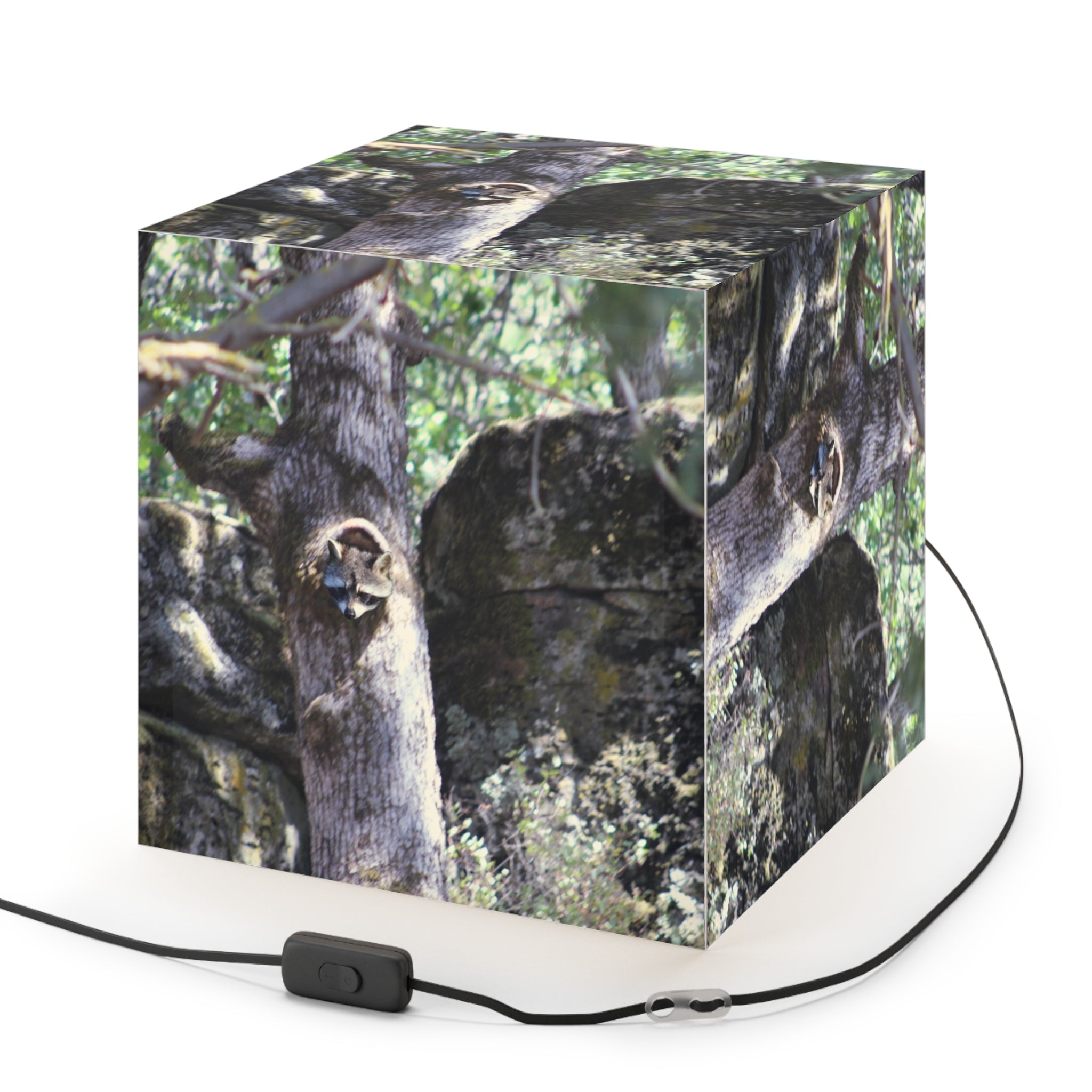 Raccoon Tree Hollow Forest Wildlife Scene Cube Light Box product type