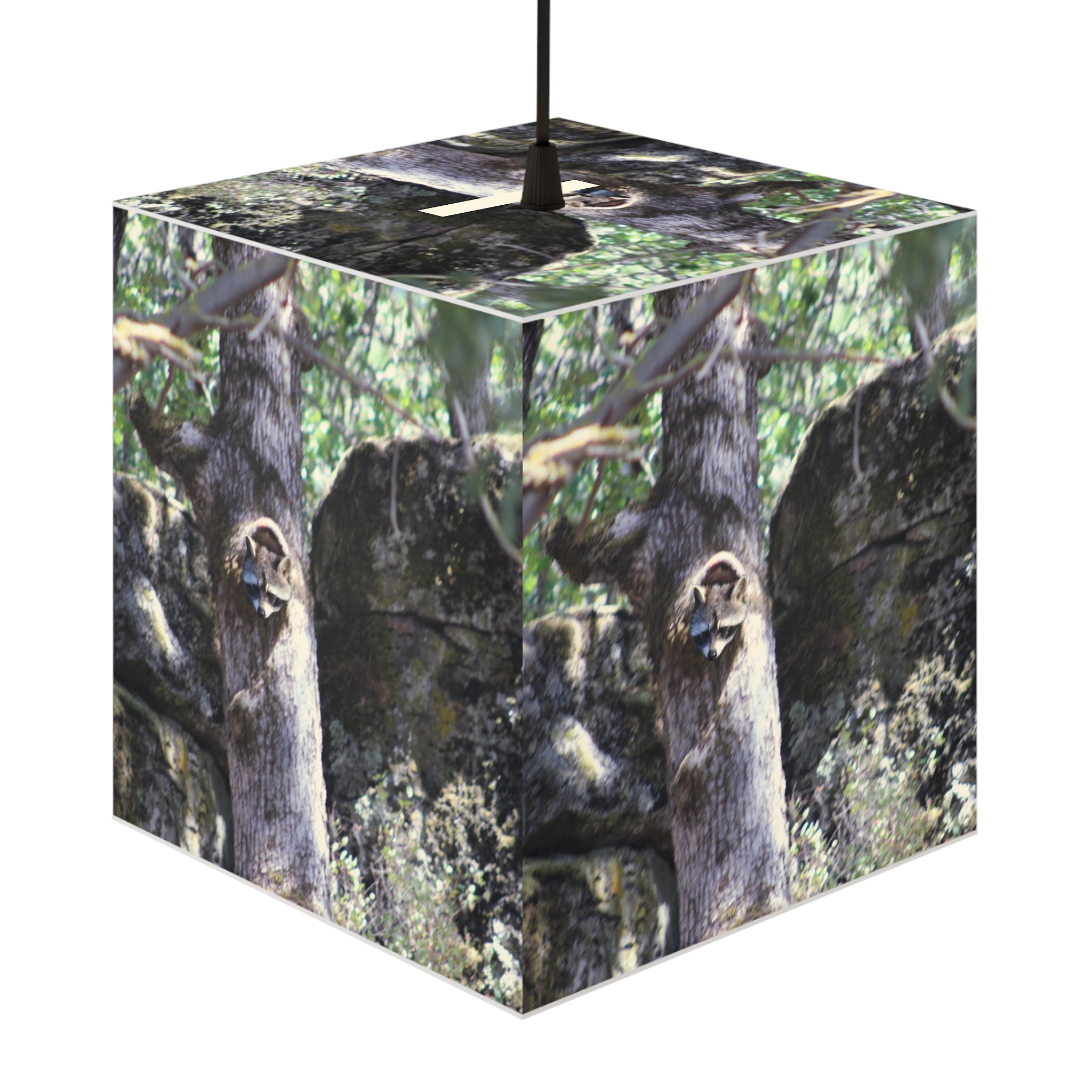Raccoon tree hollow nature scene wildlife product type