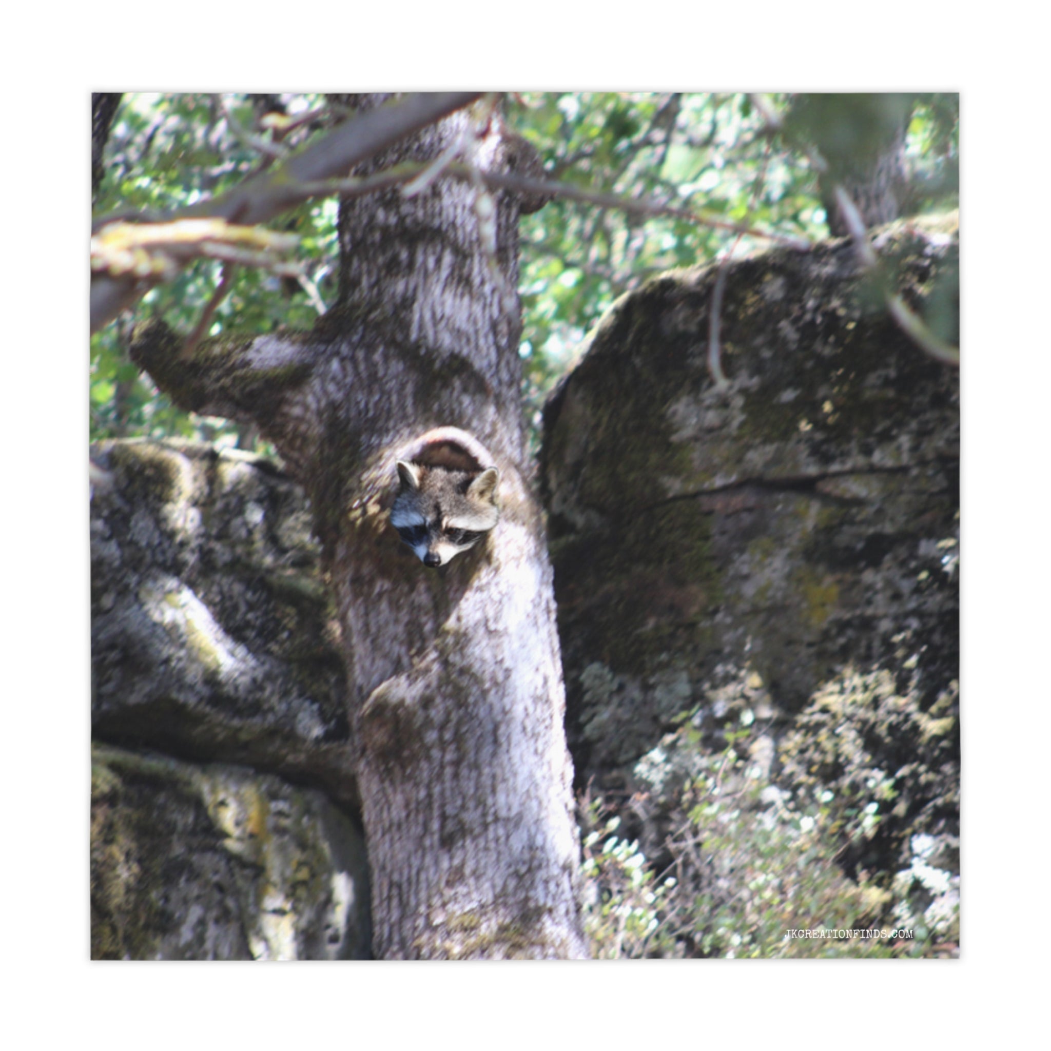 Raccoon peeking out of a hollow tree trunk with rocky background.