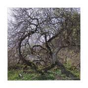 Gnarled, moss-covered tree with bare branches and new green leaves.