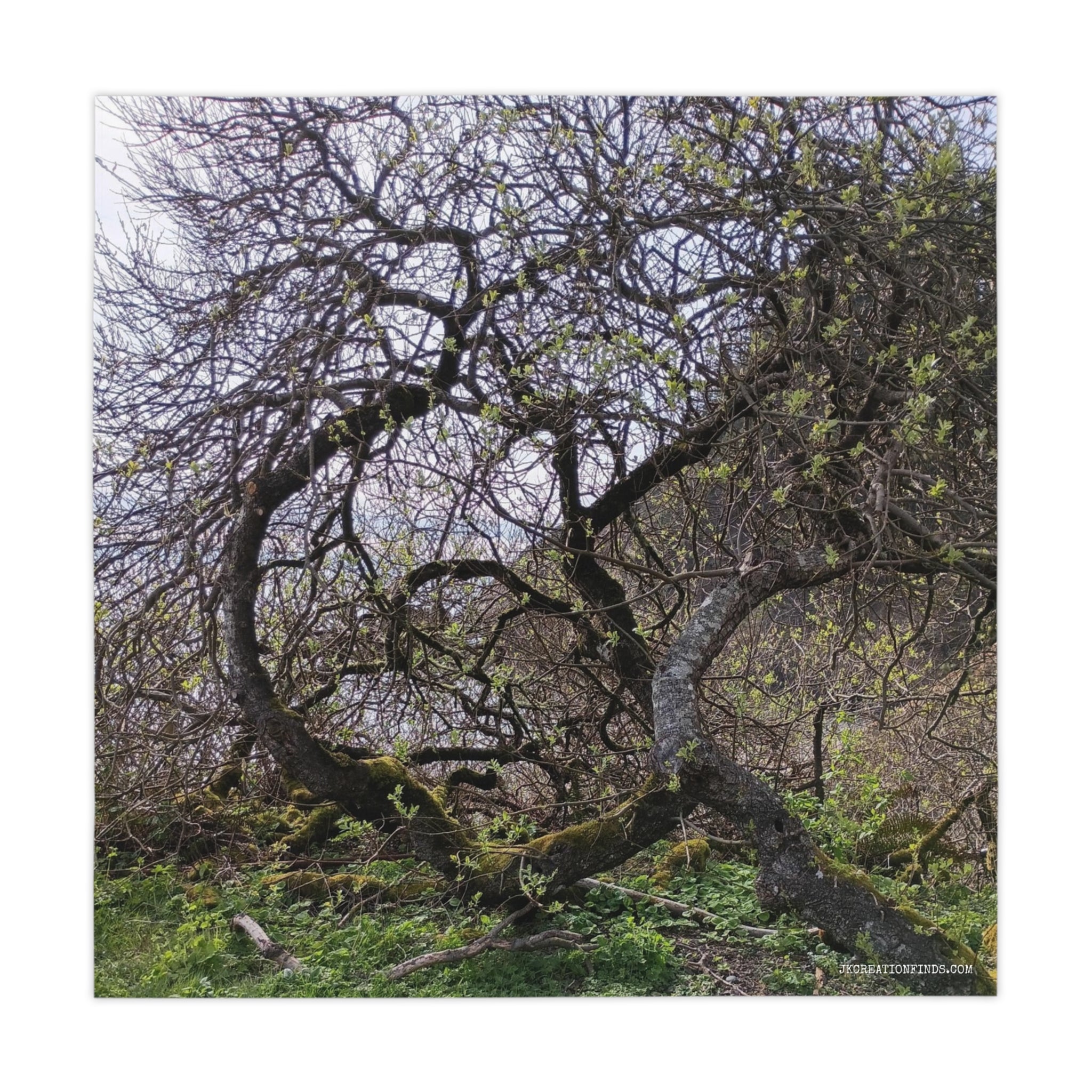 Gnarled, moss-covered tree with bare branches and new green leaves.