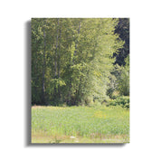 Serene Forest and Lush Meadow Nature Canvas product