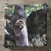 Raccoon peeks out of a tree cavity in a forest.